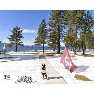 Bernie the St. Bernard Colorado Avalanche Unsigned 2021 Outdoors at Lake Tahoe Photograph